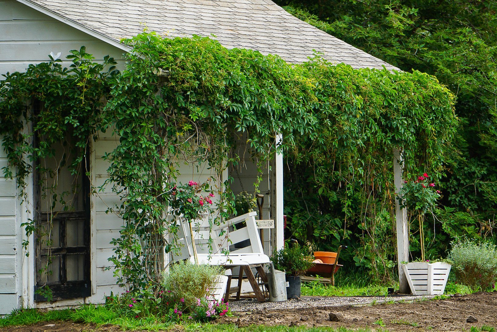 Thelma's Summer Kitchen covered in greenery in the summer.